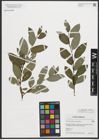 Foto von Salix phylicifolia L. x Salix starkeana Willd.